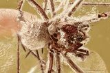 Detailed Fossil Spider with Phoretic (Attached) Mites In Baltic Amber #343238-1